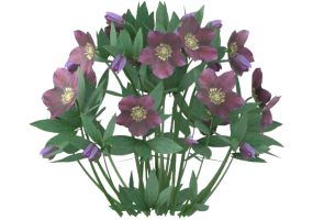 Arbres 3D - Helleborus Orientalis MCDesign 2024