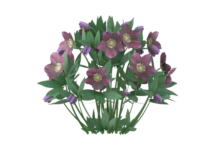Arbres 3D - Helleborus Orientalis MCDesign 2024 - ACCA...