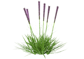 Arbres 3D - Liatris MCDesign 2024