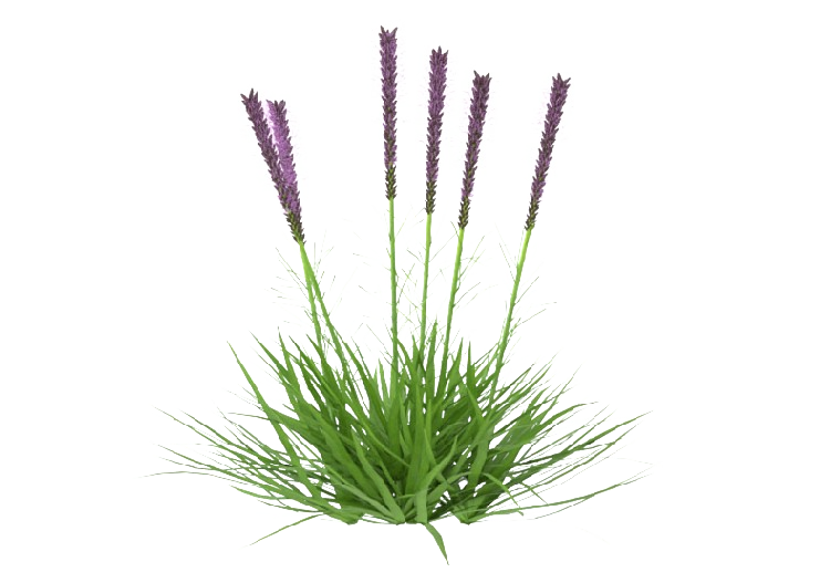 三维树木 - Liatris MCDesign 2024 - ACCA software
