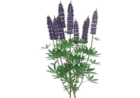 Arbres 3D - Lupinus MCDesign 2024