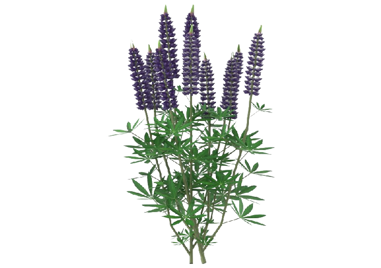 Arbres 3D - Lupinus MCDesign 2024 - ACCA software