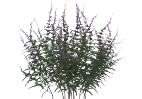 Arbres 3D - Salvia Leucantha MCDesign 2024