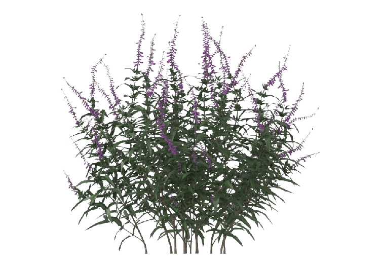 Arbres 3D - Salvia Leucantha MCDesign 2024 - ACCA software