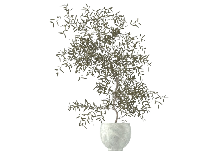 3D Trees - Pantaleia in vaso MCDesign 2024 - ACCA software