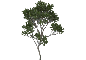 Arbres 3D - Myrica Pensylvanica MCDesign 2024