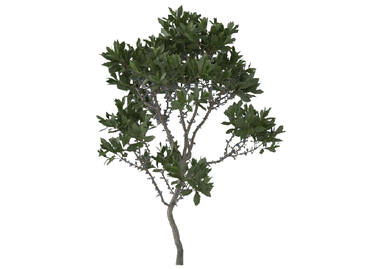Arbres 3D - Myrica Pensylvanica MCDesign 2024 - ACCA...