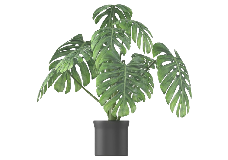 Árboles 3D - Monstera in vaso MCDesign 2024 - ACCA software
