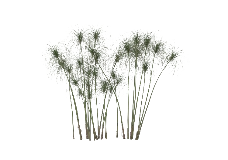 Arbres 3D - Cyperus Papyrus MCDesign 2024 - ACCA software