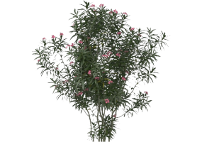 Arbres 3D - Nerium Oleander MCDesign 2024