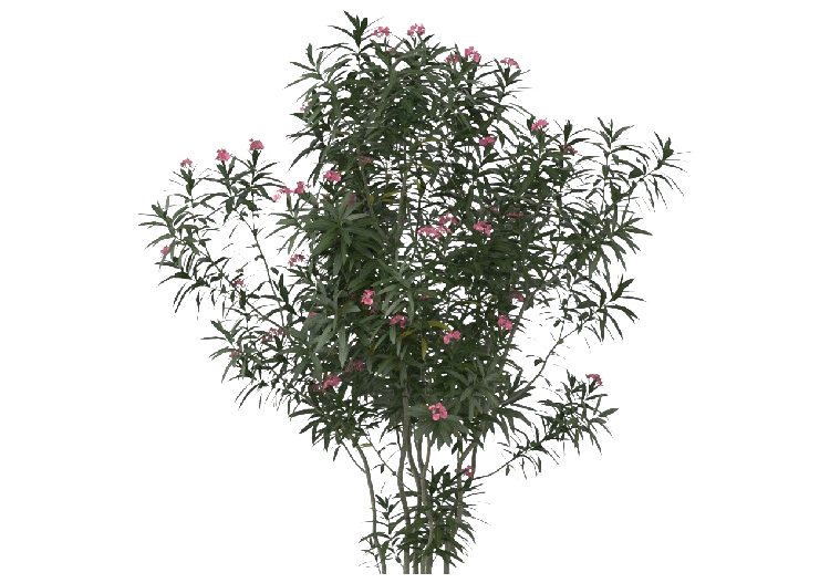 Arbres 3D - Nerium Oleander MCDesign 2024 - ACCA software