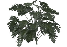 Arbres 3D - Monstera Deliciosa MCDesign 2024