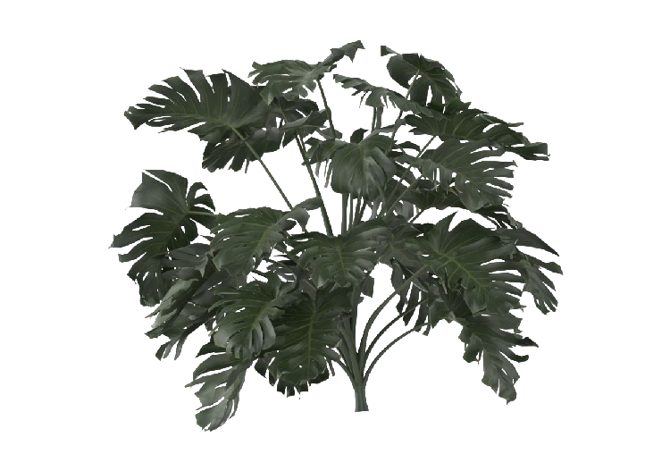 Árboles 3D - Monstera Deliciosa MCDesign 2024 - ACCA...