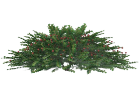 Arbres 3D - Cotoneaster MCDesign 2024