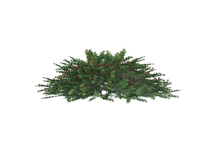 三维树木 - Cotoneaster MCDesign 2024 - ACCA software