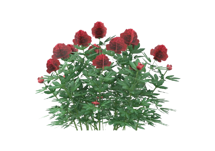 三维树木 - Paeonia MCDesign 2024 - ACCA software