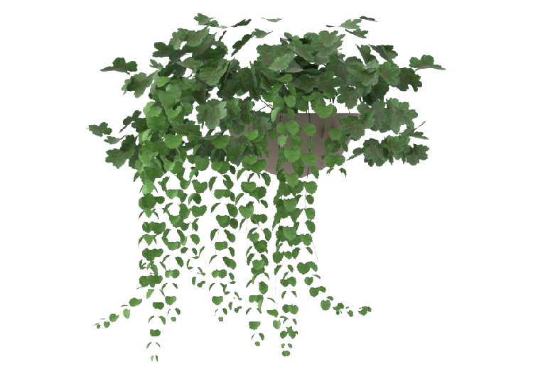 Piante 3D - Pianta Cadente con Vaso MCDesign 2024 - ACCA...