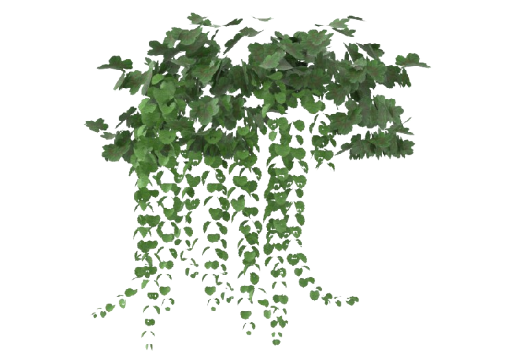 3D Trees - Pianta Cadente senza Vaso MCDesign 2024 - ACCA...