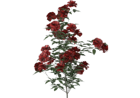 Plantes 3D - Pianta di Rose Rosse MCdesign 2024