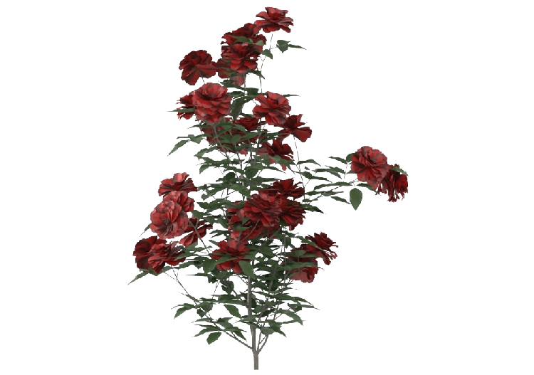 Plantes 3D - Pianta di Rose Rosse MCdesign 2024 - ACCA...