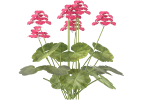 Plantes 3D - Geranium MCDesign 2024