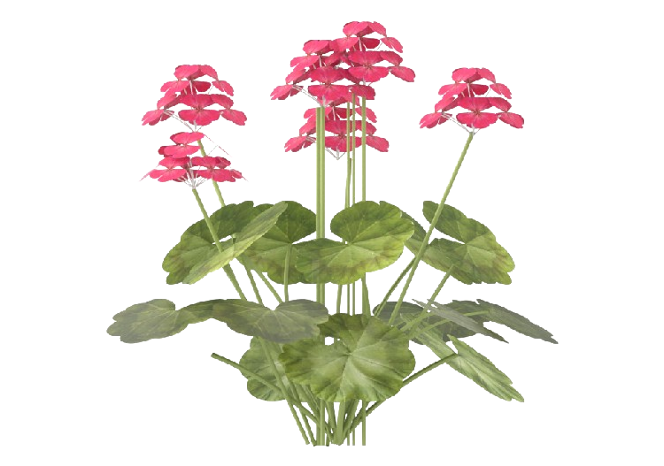 Piante 3D - Geranium MCDesign 2024 - ACCA software