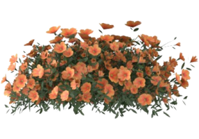 Plantes 3D - Calibrachoa Superbells MCDesign 2024