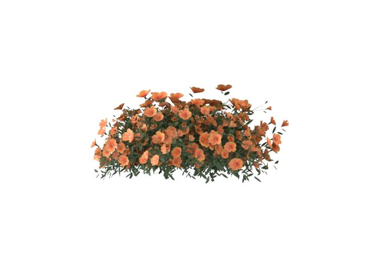 Plantes 3D - Calibrachoa Superbells MCDesign 2024 - ACCA...