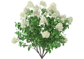 Plantes 3D - Hydrangea Paniculata MCDesign 2024