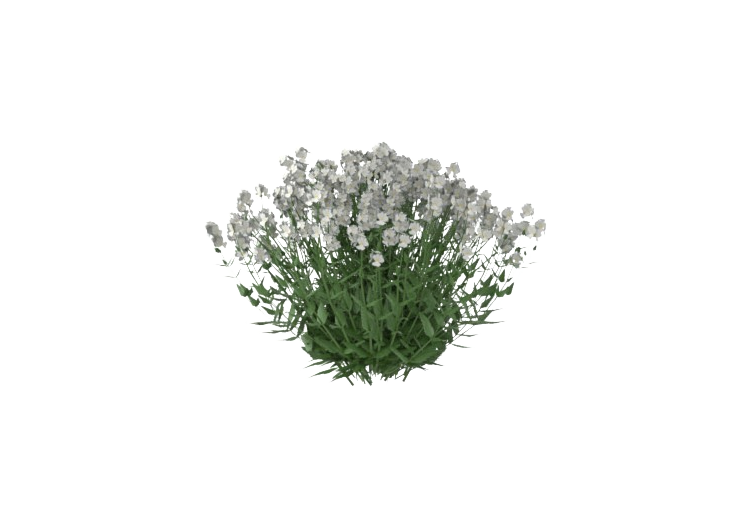 Plantes 3D - Nemesia Fruticans MCDesign 2024 - ACCA...