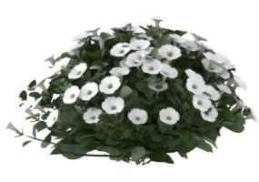 Plantes 3D - Petunia Bianca MCdesign 2024