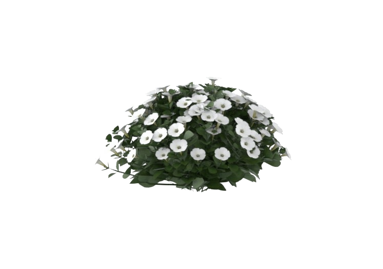 Plantes 3D - Petunia Bianca MCdesign 2024 - ACCA software