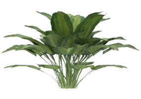 Plantes 3D - Pianta Ornamentale a foglia larga MCDesign 2024