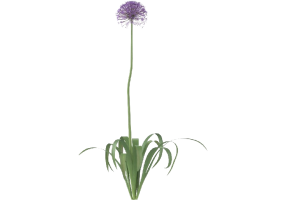 Plantes 3D - Allium MCDesign 2024