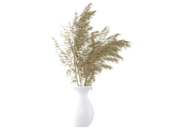 Plantes 3D - Vaso con Gynerium MCDesign 2024 - ACCA...