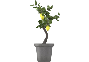Plantes 3D - Limone in Vaso MCDesign 2024