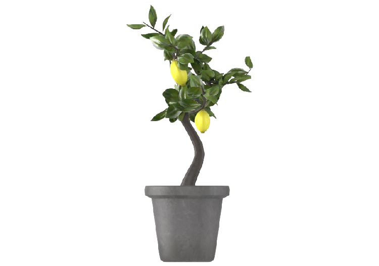 Plantes 3D - Limone in Vaso MCDesign 2024 - ACCA software
