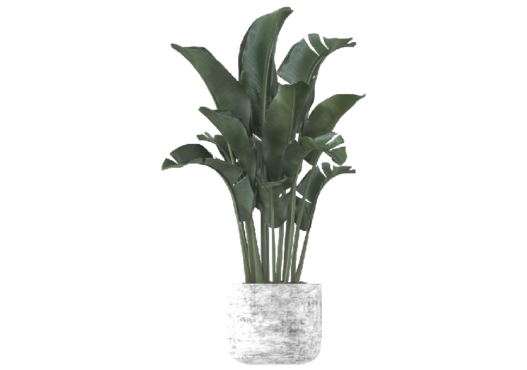 Plantes 3D - Banano in Vaso MCDesign 2024 - ACCA software