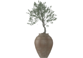 Plantes 3D - Olivo in Vaso Grande MCDesign 2024