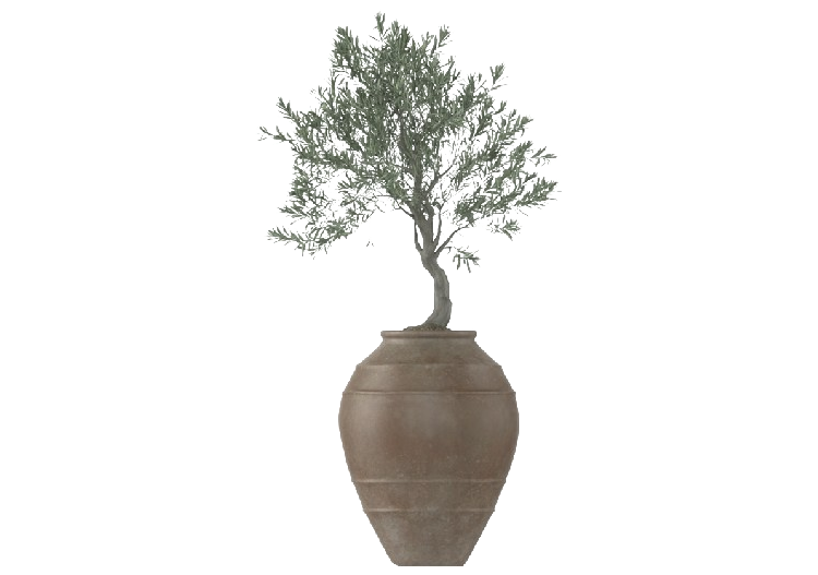 Plantes 3D - Olivo in Vaso Grande MCDesign 2024 - ACCA...