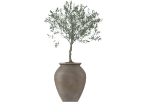 Plantes 3D - Olivo in Vaso Medio MCDesign 2024