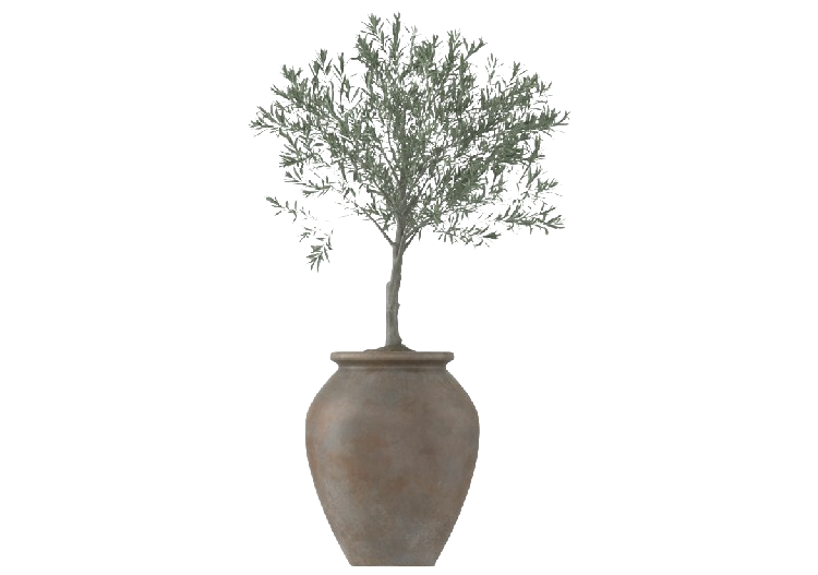Plantes 3D - Olivo in Vaso Medio MCDesign 2024 - ACCA...