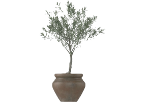 Plantes 3D - Olivo in Vaso Piccolo MCDesign 2024