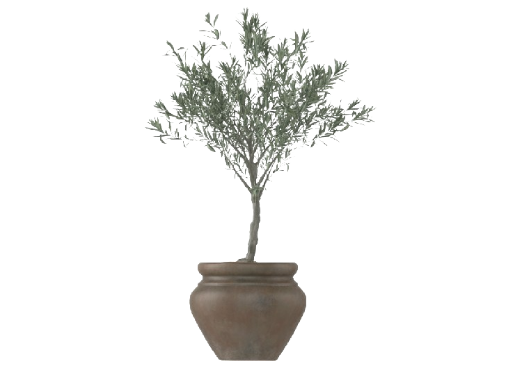 Plantes 3D - Olivo in Vaso Piccolo MCDesign 2024 - ACCA...