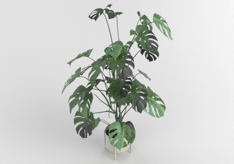 配饰 - Artificial Monstera - ACCA software