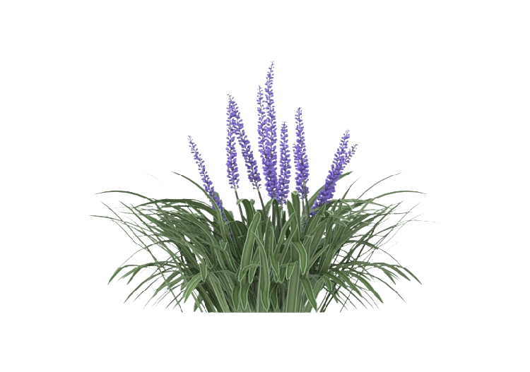 Plantes 3D - Liriope Musari MCDesign 2024 - ACCA software