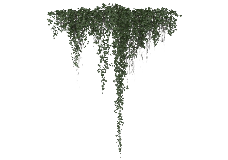 Arbres 3D - Edera MCDesign 2024 - ACCA software