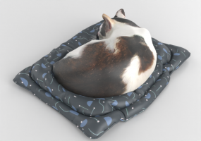 Gatto che dorme