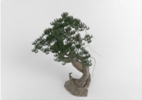 配饰 - Bonsai