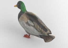 Anatra